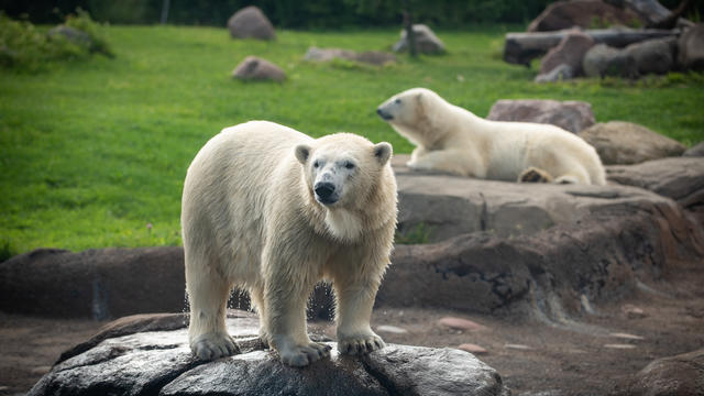 amelia-gray-polar-bear-1555-amanda-carberry-columbus-zoo-and-aquarium.jpg 