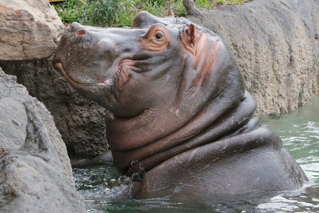 Hippo With 'Larger-Than-Life Personality' Dies Suddenly At Dallas