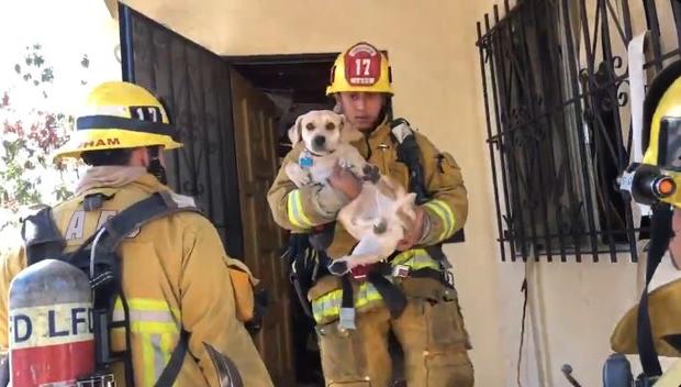 dog rescued from explosion 