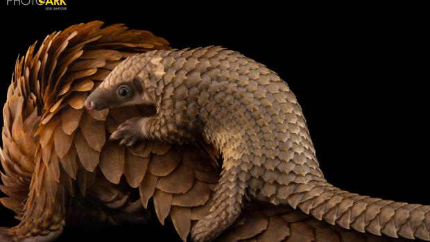 Images from National Geographic photographer Joel Sartore's Photo Ark project 