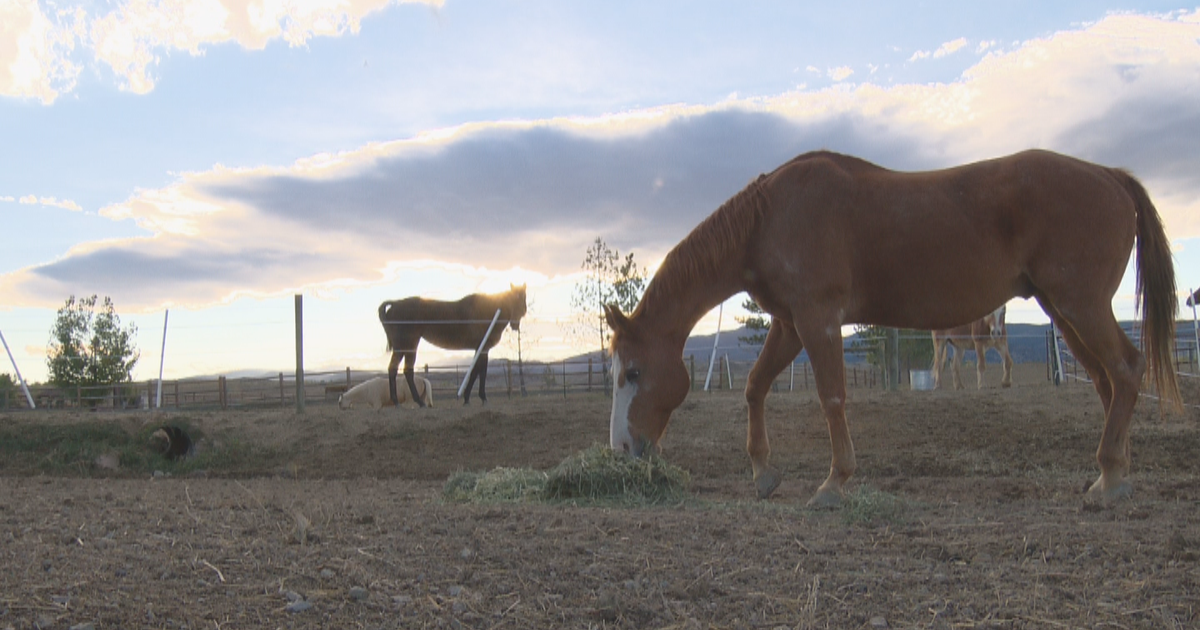Nonprofit Raises Thousands To Save Horses From Slaughterhouses - CBS ...