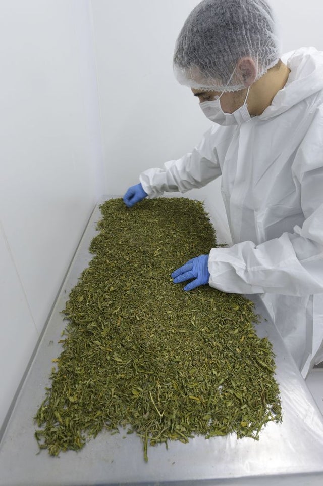 URUGUAY-CANNABIS-YERBA MATE 