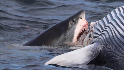 shark-bites-whale-2.jpg 