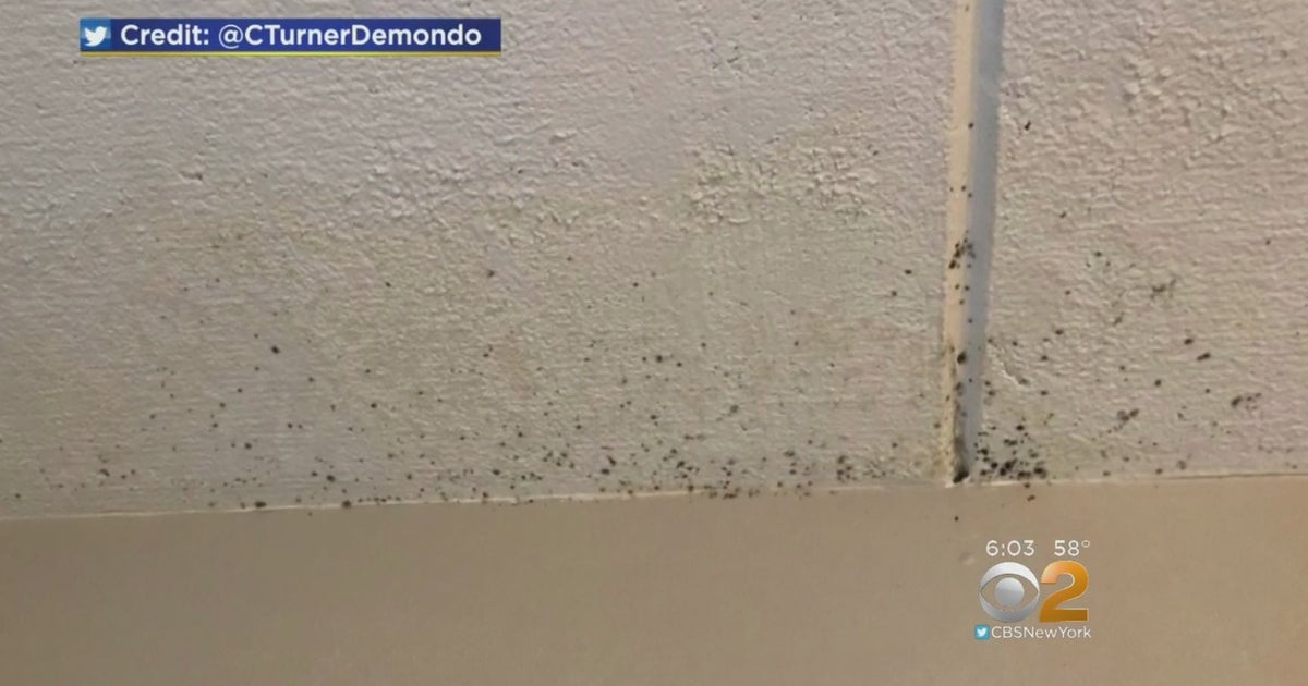 Latest Lesson At College: How To Get Rid Of Mold - CBS New York