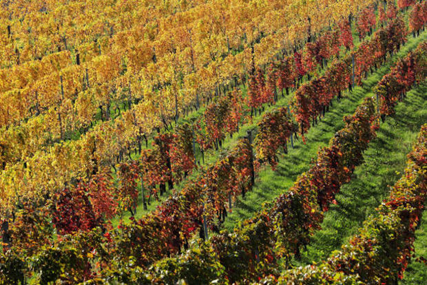 Autumns colours are seen at a vineyard in Klosterneuburg 