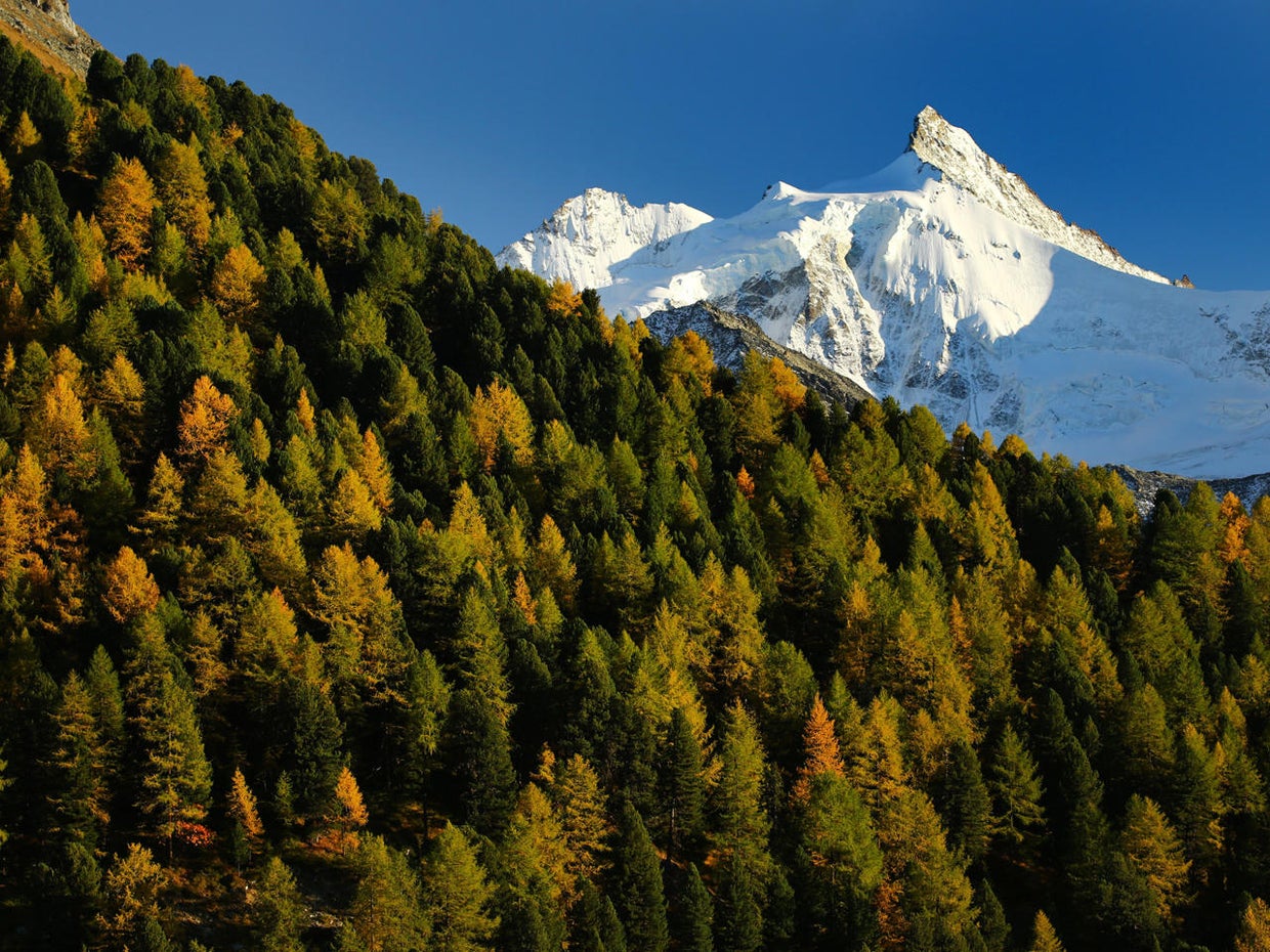 Fall foliage