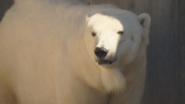 polar-bear-petition-5pkg_frame_2122.jpg 