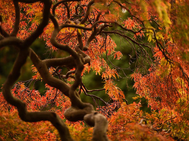 Autumn colours are seen on foliage at the Botanic gardens in Dublin 