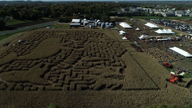 severs-corn-maze1.jpg 