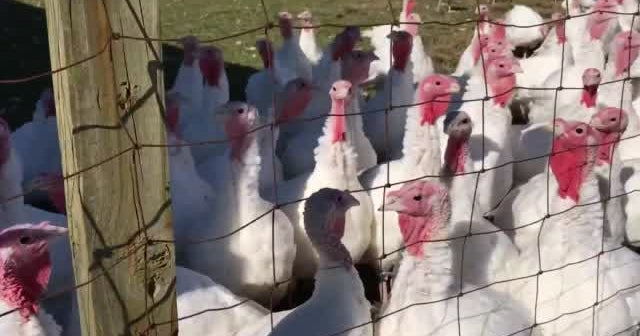 Neighbors Split Over Proposed Poultry Slaughterhouse On Long Island