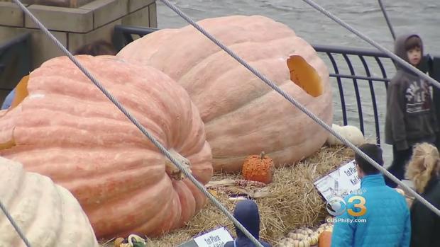 massive pumpkins 