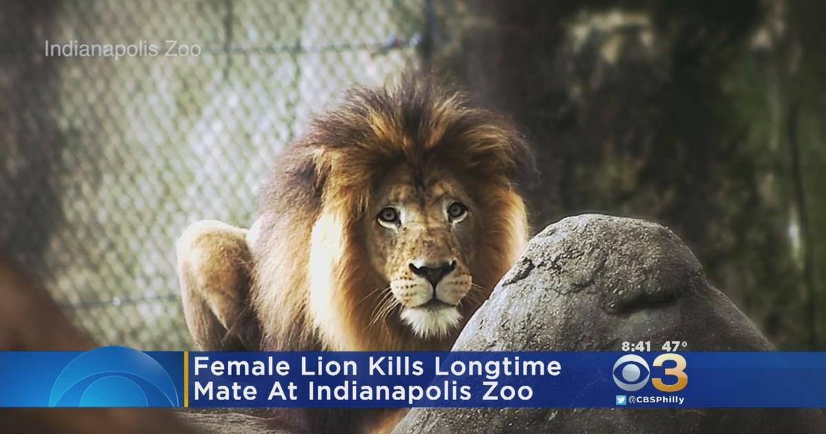 Female Lion Viciously Kills Father Of Her 3 Cubs At Indianapolis Zoo - CBS  Philadelphia