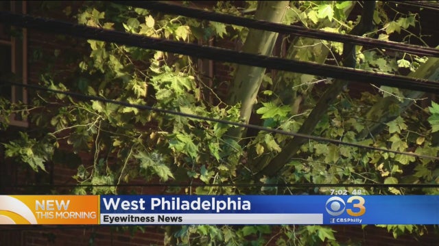 down-tree.jpg 