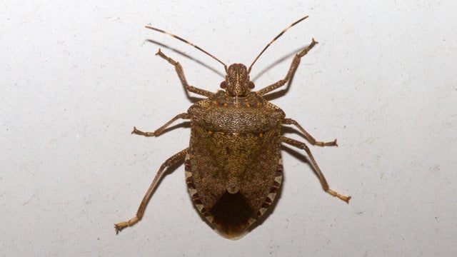 stinkbug.jpg 