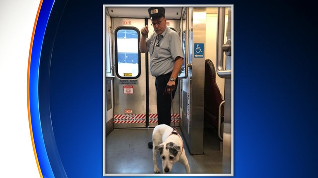 lost-dog-nj-transit-png_2018-10-22-19_59_50.jpg 