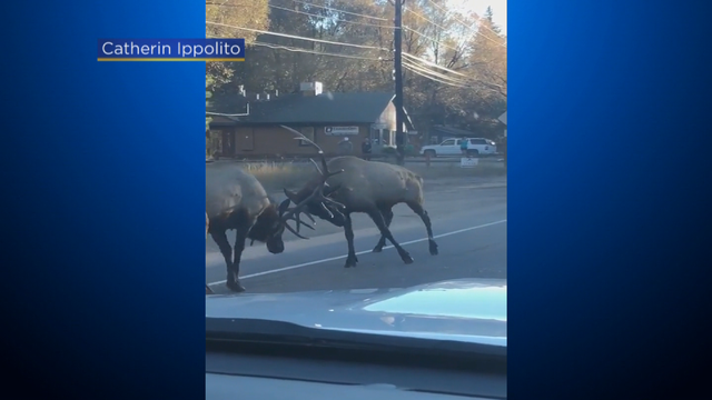 fighting-elk-nats-transfer_frame_97.png 
