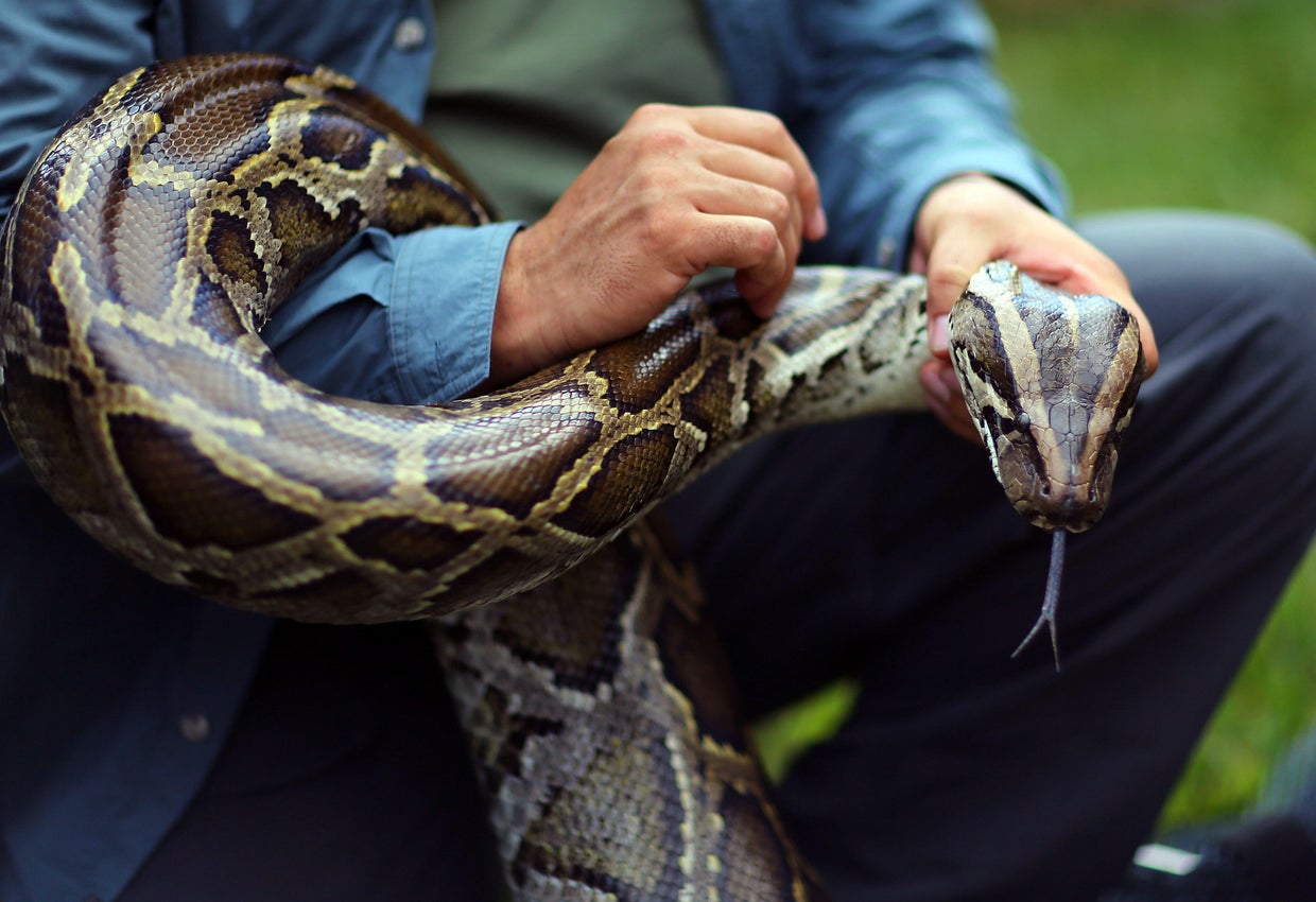 Burmese python invasion in Florida a hidden legacy of Hurricane Andrew ...