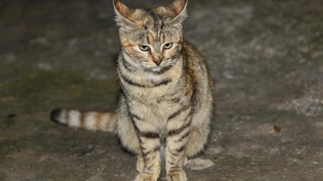 Yuna animal shelter in Moscow Region, Russia 