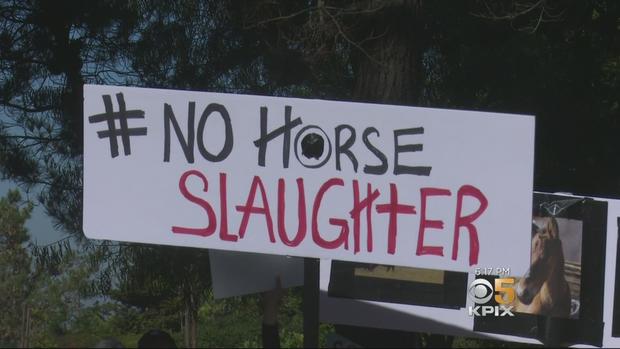 no horse slaughter 