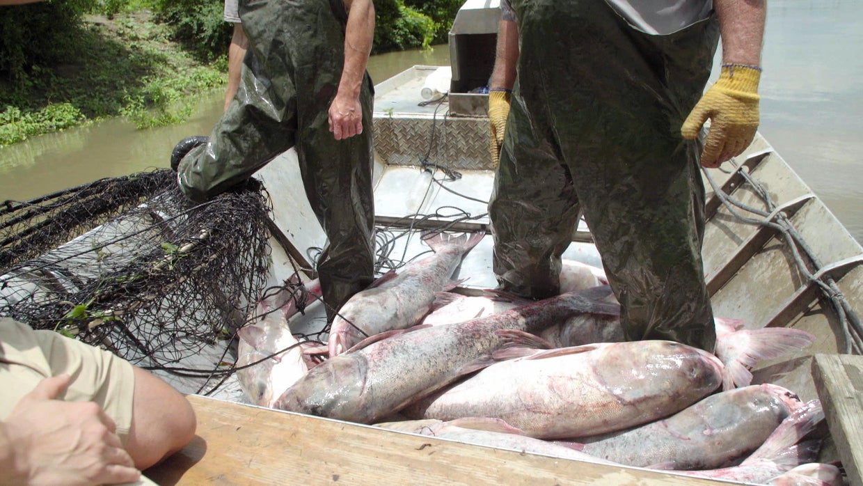 Invasive species may spread with help from climate change - CBS News