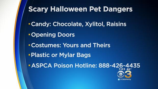 halloween pet dangers graphic 