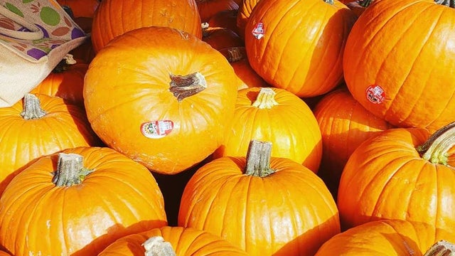 gibson-ranch-stolen-pumpkins-2-gibson-ranch-park.jpg 