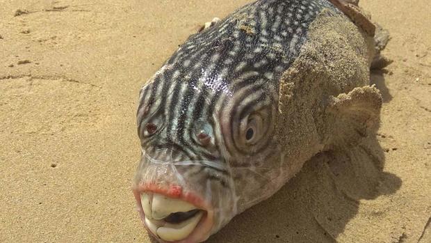 Crazy-looking fish from the deep sea 