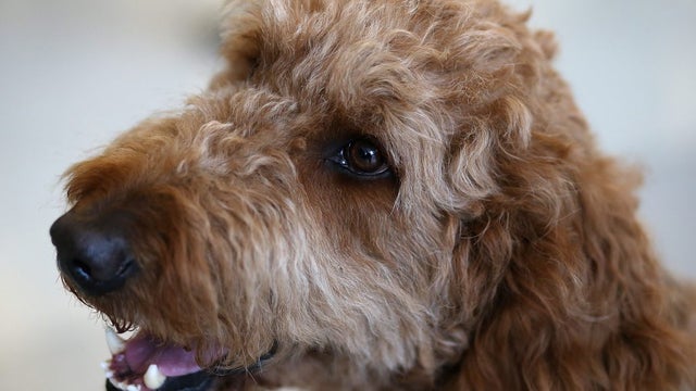animal-sfo-therapy-dog-e1535468498722.jpg 