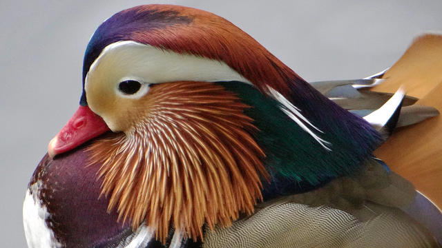 dsc01252-mandarin-duck-close-up.jpg 