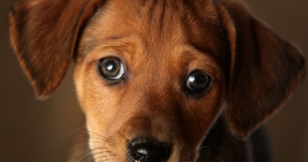 Study: Scientists Take A Peek Behind Those Sad Puppy Dog Eyes - CBS ...