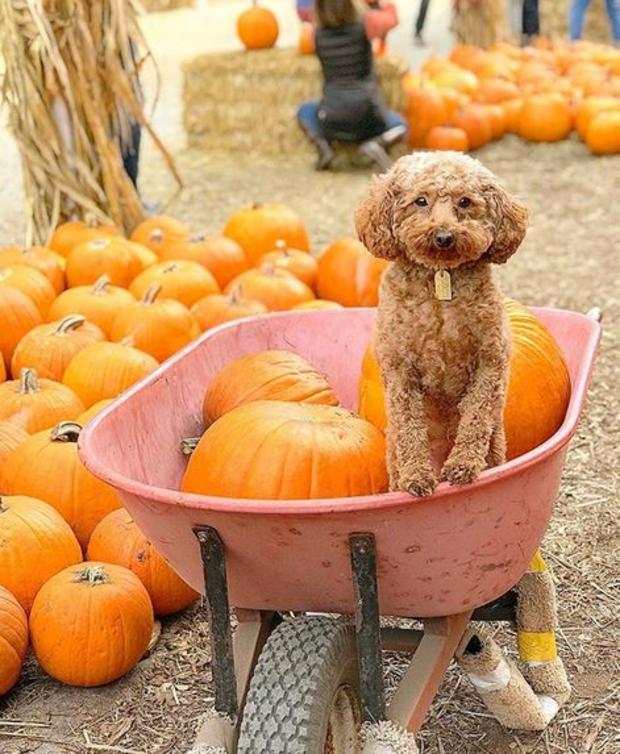 peanut-the-poodlette.jpg 