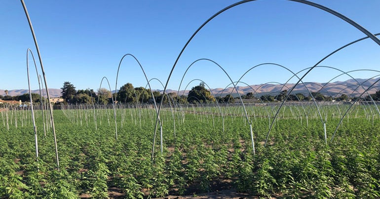 Santa Barbara County Seizes 400,000 Marijuana Plants - CBS San Francisco