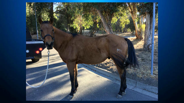 horse-found-in-fremont.jpg 