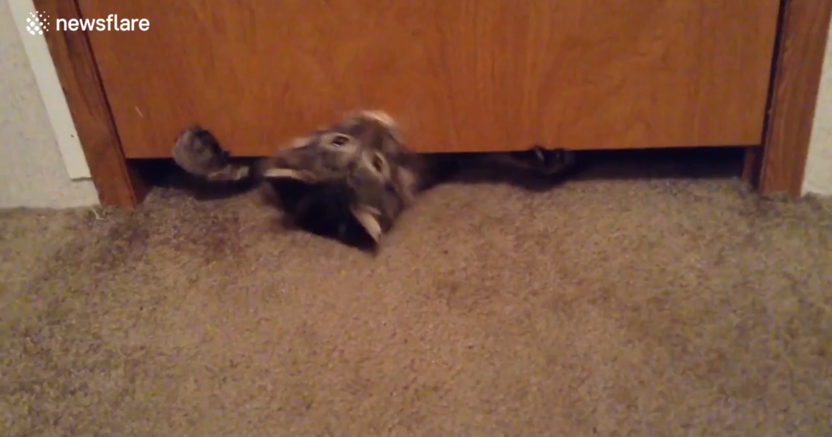 Adorable Cat Squeezes Himself Under Tiny Gap Below Door CW Tampa