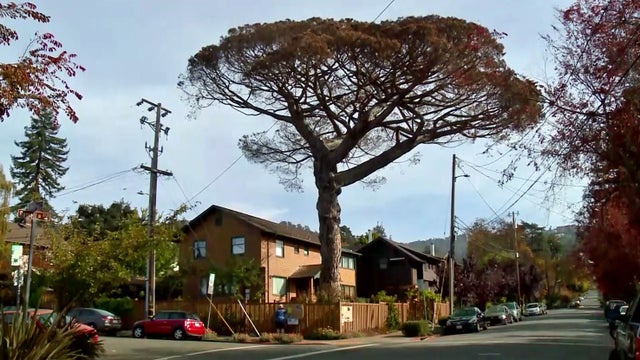 berkeley-tree.jpg 