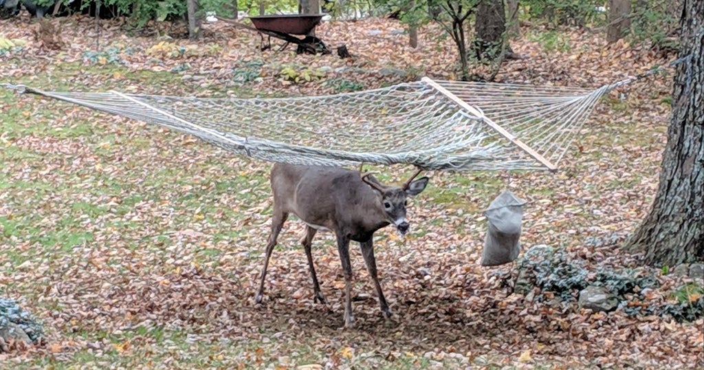 Wildlife Rescuers Free Deer Tangled In Hammock - CBS Boston