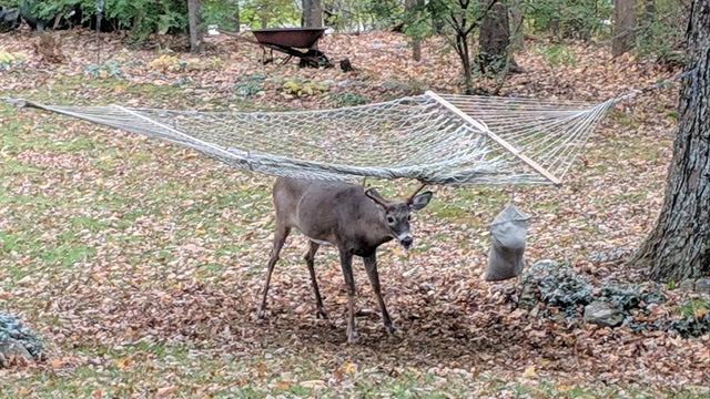 deer-hammock-northboro.jpg 