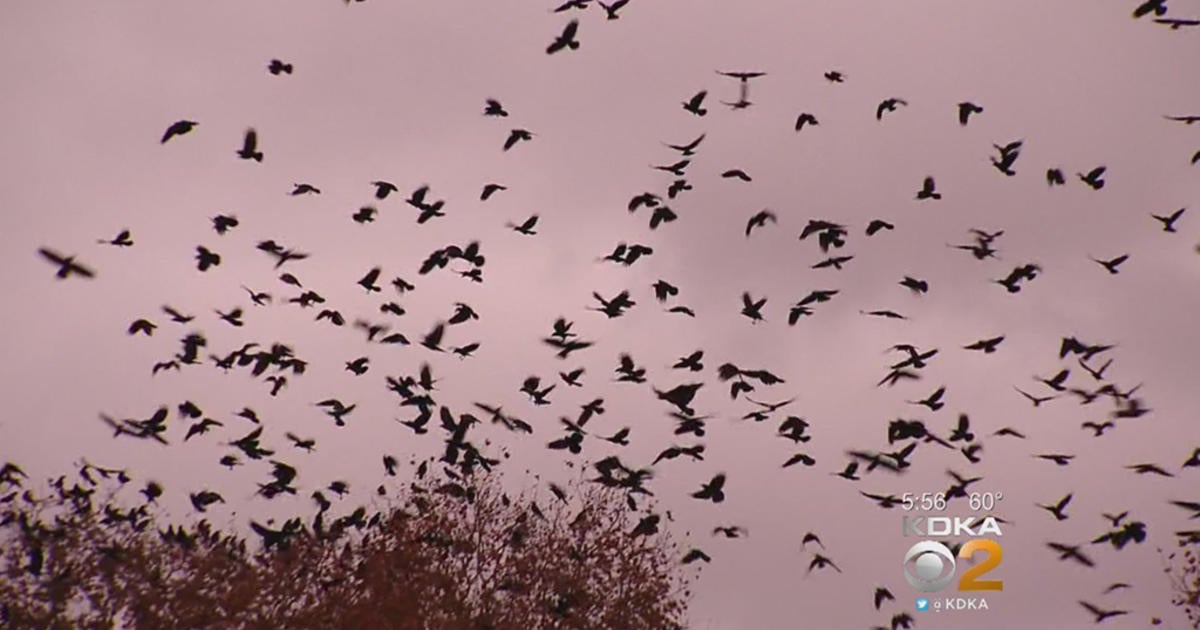 'Crow Deterrent' Machines Installed At Cathedral Of Learning - CBS ...