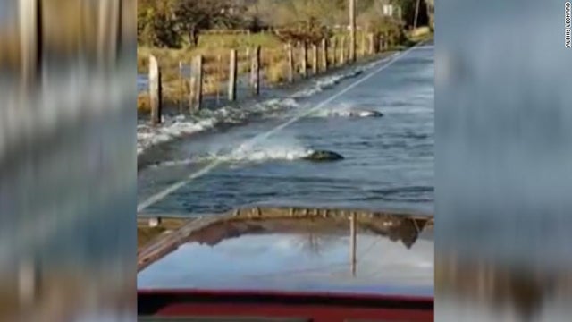 salmon-cross-the-road.jpg 