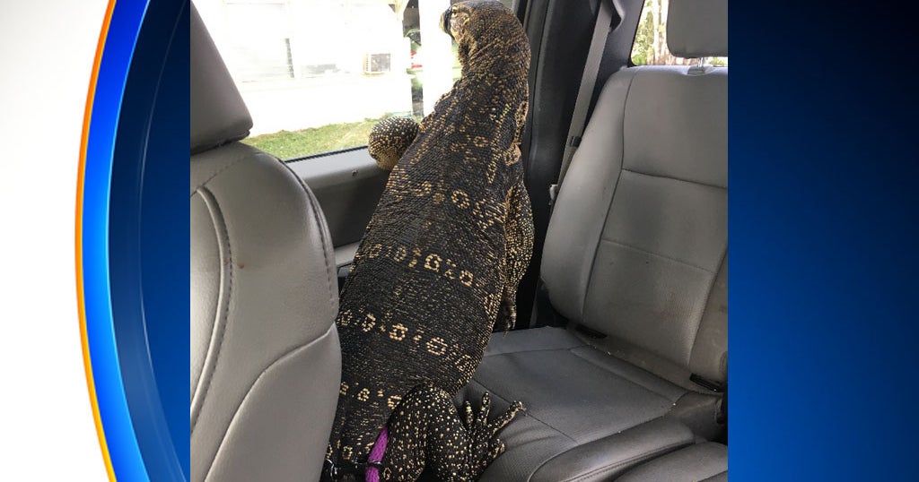 Giant Monitor Lizard Corralled In Davie - CBS Miami