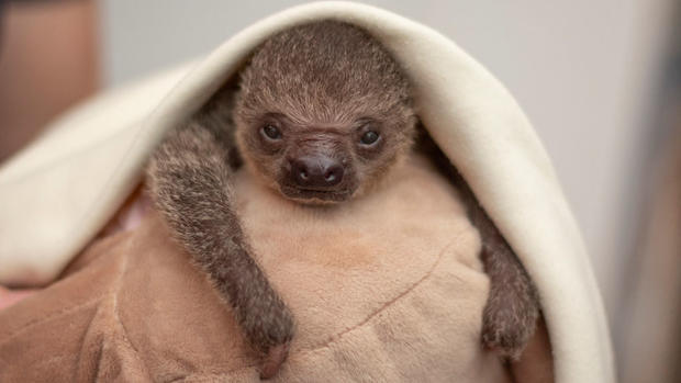 Baby Sloth 1 