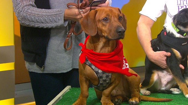 Little paws dachshund rescue top