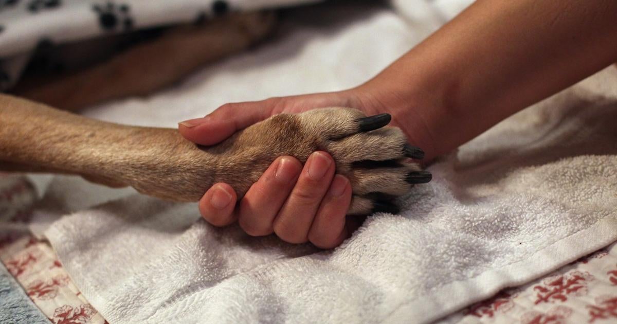 Dog Who Received Rare Kidney Transplant From One Of Her Pups Suddenly 