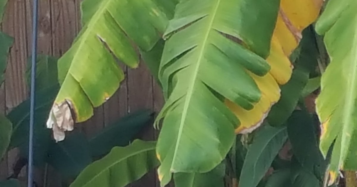 Saving Plants After A Hard Freeze And How To Prepare For The Cold