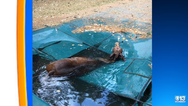 horse-in-da-pool.jpg 