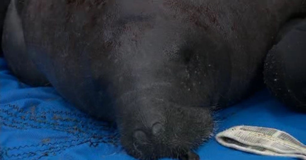 Orphaned Manatees Released Back Into The Wild Off Key Largo - CBS Miami