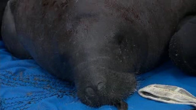 manatee.jpg 