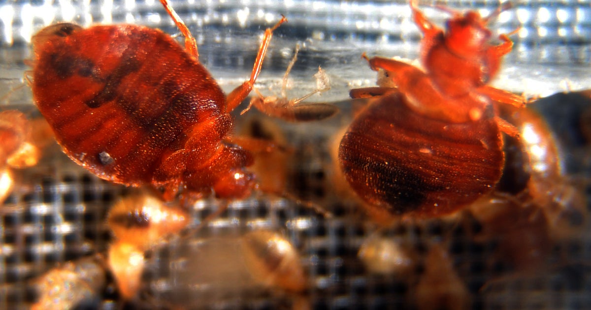 Philadelphia Ranks Second In Nation With Most Bed Bugs, Survey Finds
