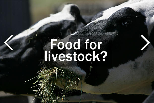 Food for Livestock? 