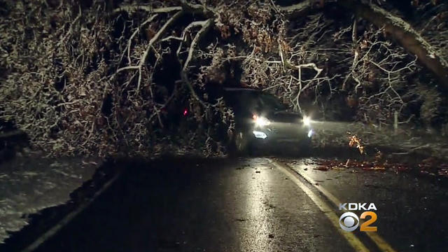 cranberry-township-downed-tree.jpg 